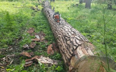 Спил и вырубка деревьев, корчевание пней - Петрозаводск, цены, предложения специалистов