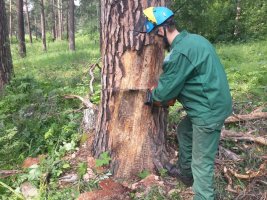 Спил и вырубка деревьев, кронирование, удаление старых деревьев стоимость услуг и где заказать - Петрозаводск