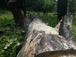 Спил и вырубка деревьев, корчевание пней стоимость услуг и где заказать - Петрозаводск